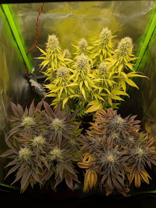 Choco Haze&Royal Gorilla&Bruce Banner3. Week 15