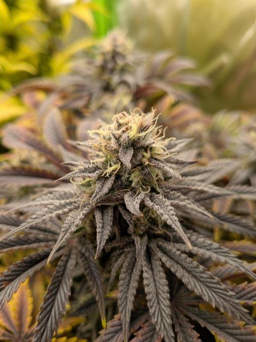 Choco Haze&Royal Gorilla&Bruce Banner3. Week 15 - Royal Gorilla 