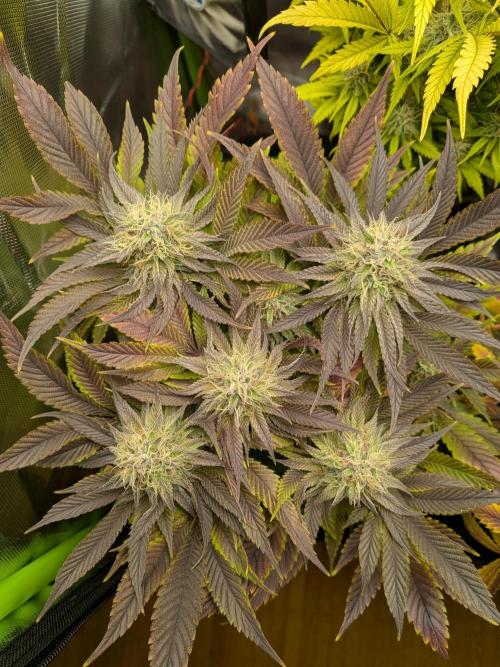 Choco Haze&Royal Gorilla&Bruce Banner3. Week 15 - Bruce Banner3 