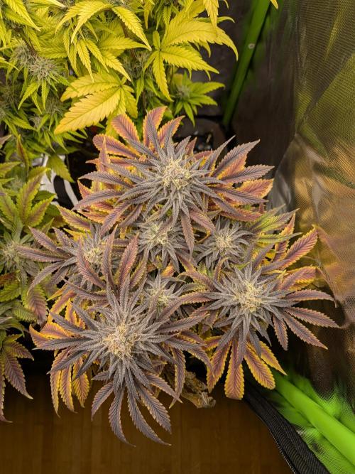 Choco Haze&Royal Gorilla&Bruce Banner3. Week 15 - Royal Gorilla 