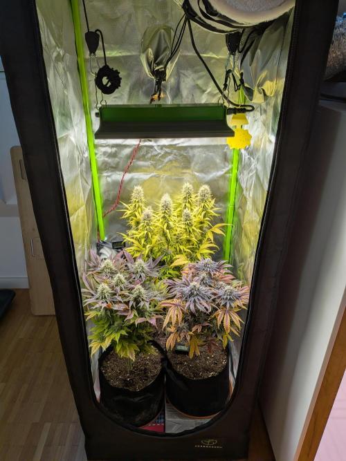 Choco Haze&Royal Gorilla&Bruce Banner3. Week 15