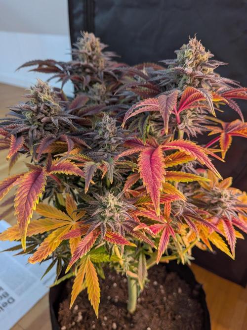 Choco Haze&Royal Gorilla&Bruce Banner3. Week 15