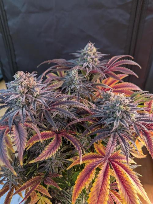 Choco Haze&Royal Gorilla&Bruce Banner3. Week 15