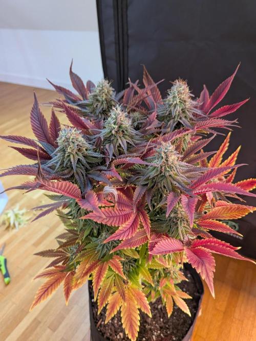 Choco Haze&Royal Gorilla&Bruce Banner3. Week 16 - Bruce Banner3 