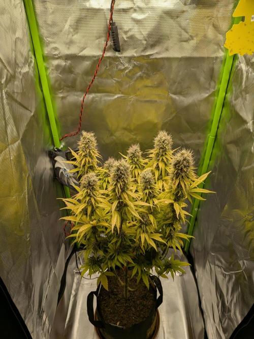 Choco Haze&Royal Gorilla&Bruce Banner3. Week 16 - Choco Haze 