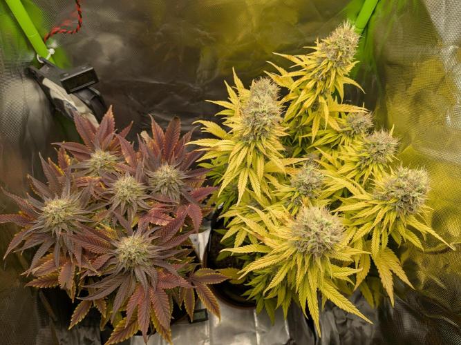 Choco Haze&Royal Gorilla&Bruce Banner3. Week 16