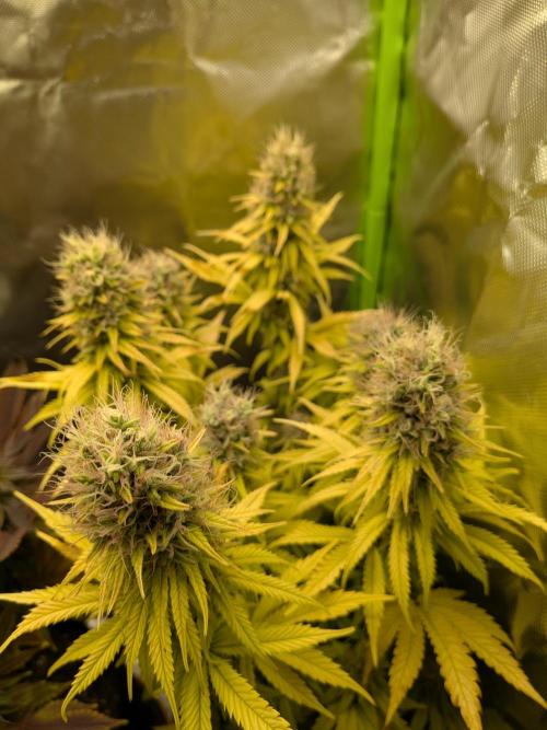 Choco Haze&Royal Gorilla&Bruce Banner3. Week 16 - Choco Haze 