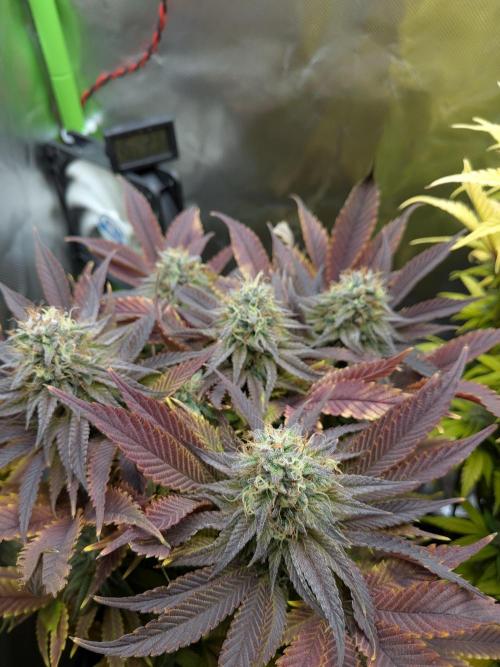 Choco Haze&Royal Gorilla&Bruce Banner3. Week 16 - Bruce Banner3 