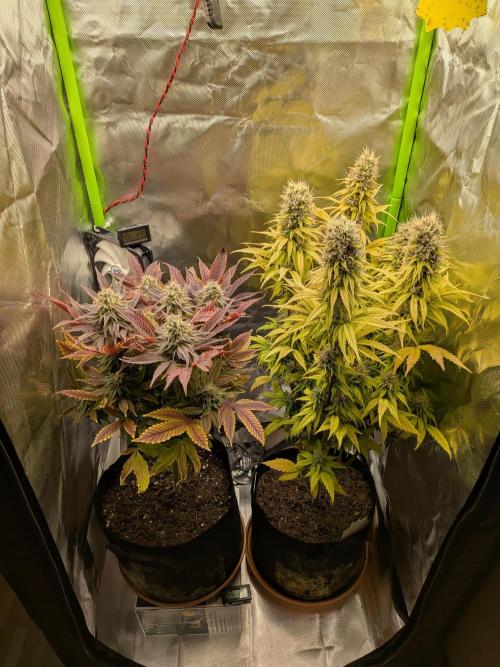 Choco Haze&Royal Gorilla&Bruce Banner3. Week 16