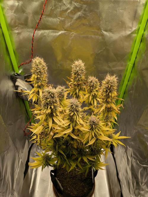 Choco Haze&Royal Gorilla&Bruce Banner3. Week 17