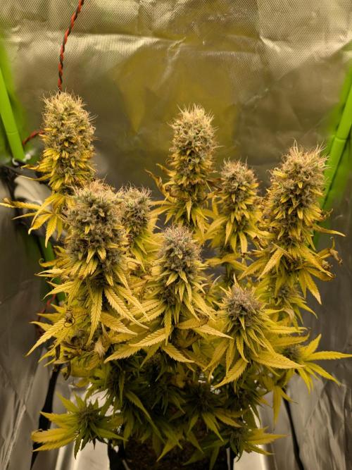 Choco Haze&Royal Gorilla&Bruce Banner3. Week 17