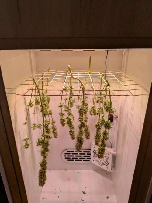 Choco Haze&Royal Gorilla&Bruce Banner3. Week 17