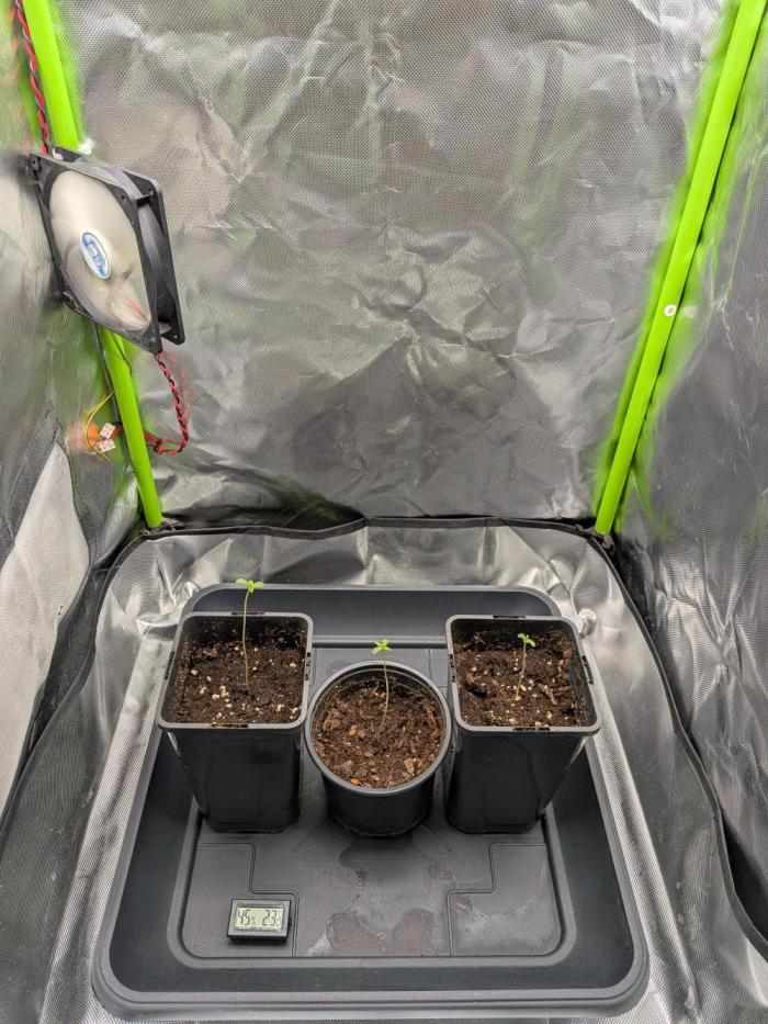 AK47 & White Russian (Serious Seeds). Week 0