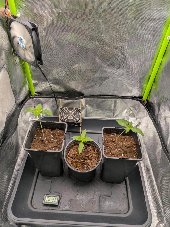 AK47 & White Russian (Serious Seeds). Week 1