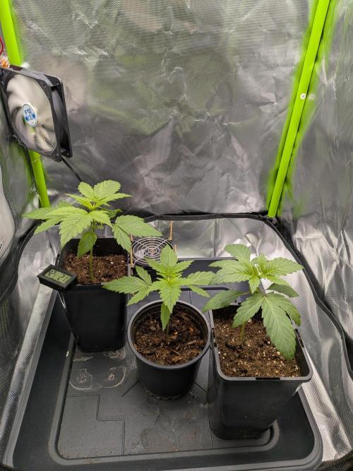 AK47 & White Russian (Serious Seeds). Week 2