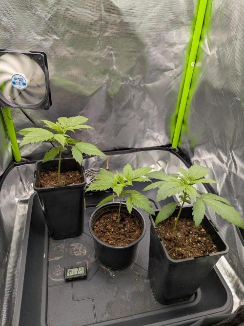 AK47 & White Russian (Serious Seeds). Week 2