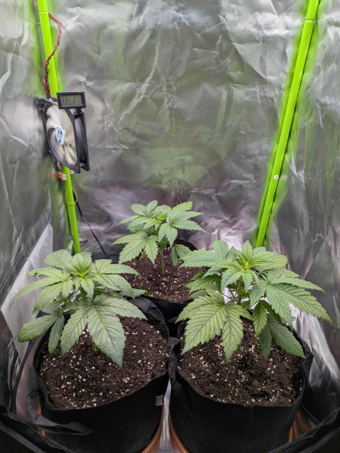 AK47 & White Russian (Serious Seeds). Week 3