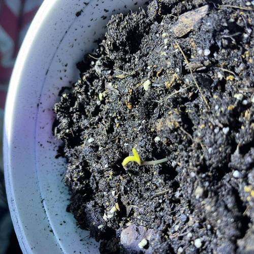 Jake’s Santa Muerte. Week 0