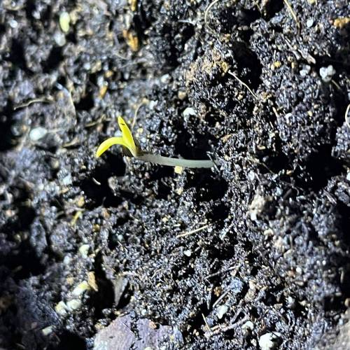 Jake’s Santa Muerte. Week 0