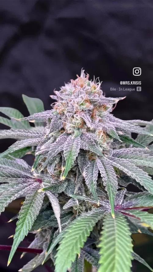 Lemon Mandarin