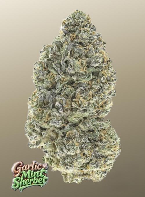 Garlic Mint Sherbert ✨. Week 0