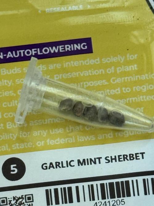 Garlic Mint Sherbert ✨. Week 0