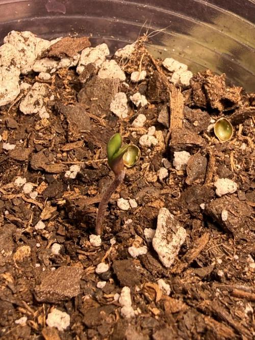 Garlic Mint Sherbert ✨. Week 0