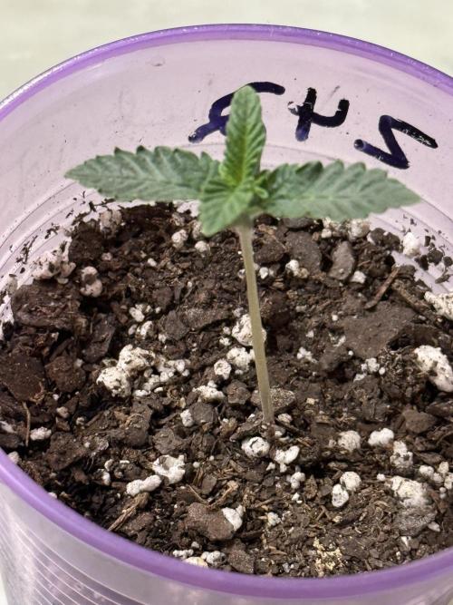 Z42. Week 1