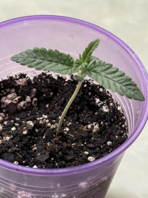 Garlic Mint Sherbert ✨. Week 1