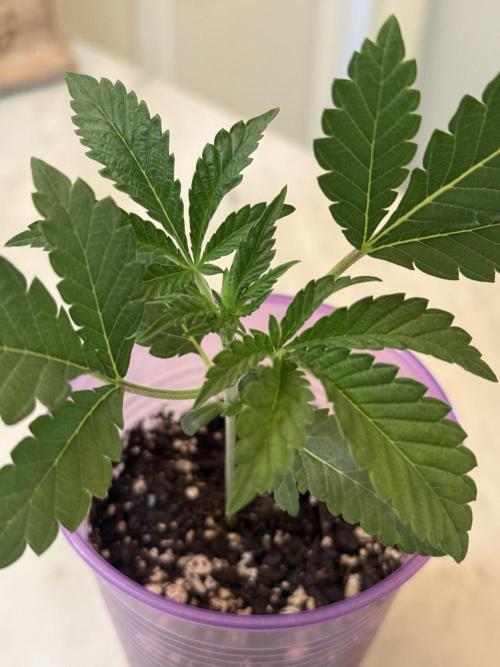 Garlic Mint Sherbert ✨. Week 2