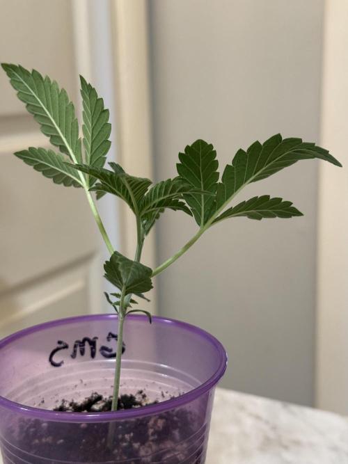 Garlic Mint Sherbert ✨. Week 2