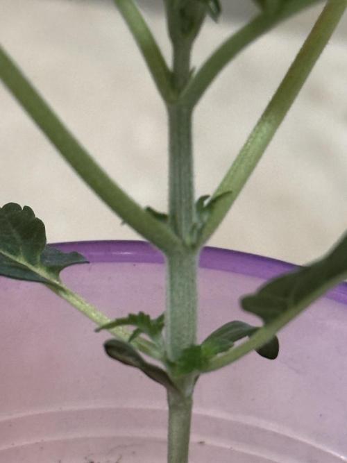 Garlic Mint Sherbert ✨. Week 2