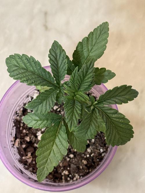 Z42 ✨. Week 2
