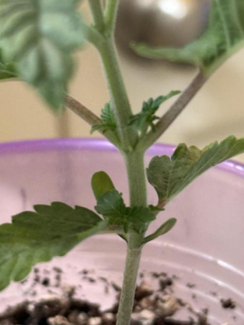 Z42 ✨. Week 2