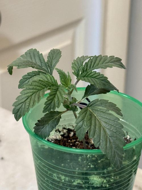 Gary Sherbet ✨. Week 2