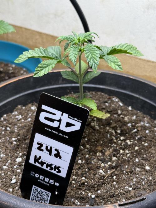 Z42 ✨. Week 3