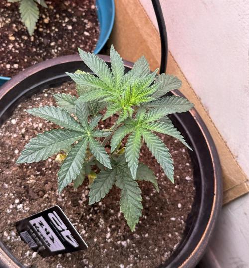 Z42 ✨. Week 3