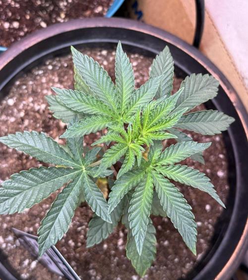 Z42 ✨. Week 3