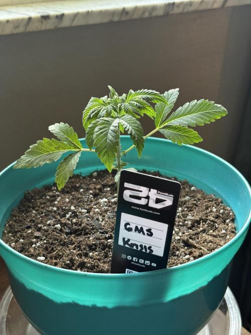 Garlic Mint Sherbert ✨. Week 3