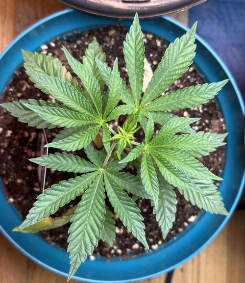 Garlic Mint Sherbert ✨. Week 3