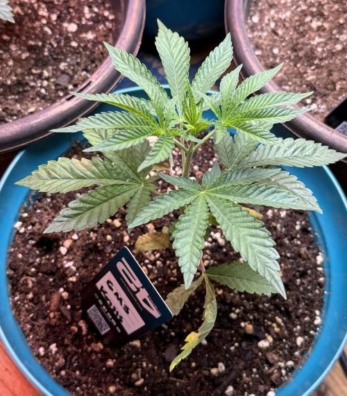 Garlic Mint Sherbert ✨. Week 3