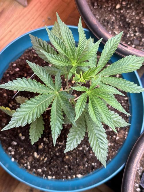 Garlic Mint Sherbet. Week 3