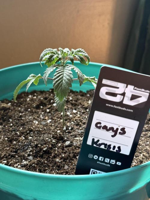 Gary Sherbet ✨. Week 3