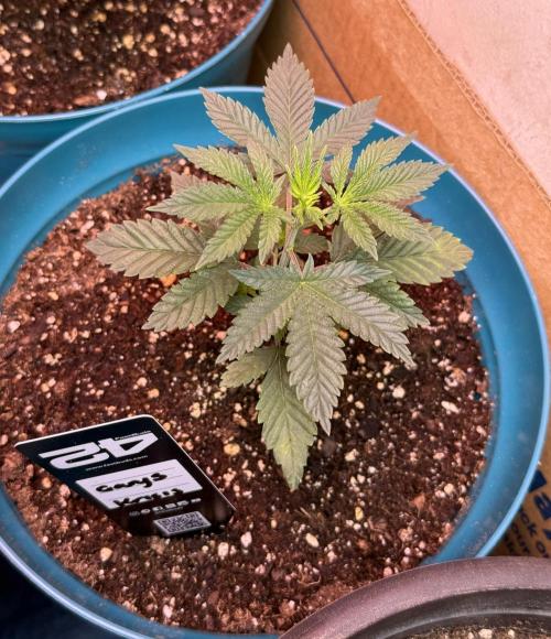 Gary Sherbet ✨. Week 3