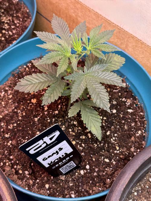 Gary Sherbet ✨. Week 3