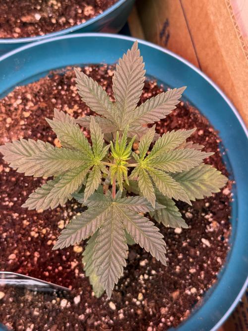 Gary Sherbet ✨. Week 3