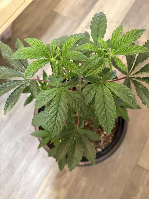 Z42 ✨. Week 4