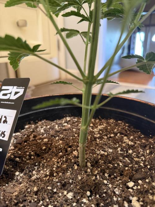 Z42 ✨. Week 4