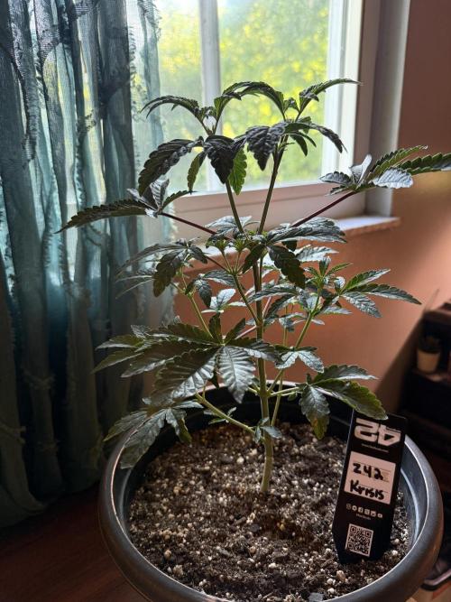 Z42 ✨. Week 4