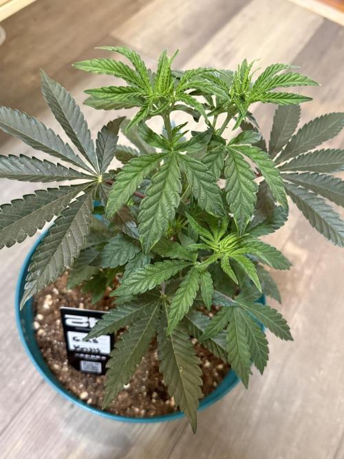 Garlic Mint Sherbert ✨. Week 4